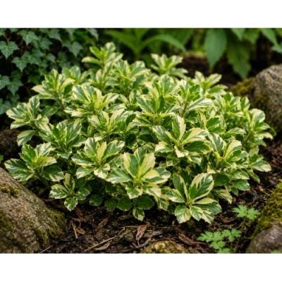 Pachysandra vrcholová (Pachysandra Terminalis) ´VARIEGATA´ - kont. C2L
