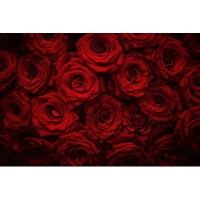 Флизелинов фототапет красиви червени рози 375 x 250 см