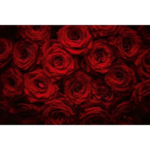 DIMEX ART Флизелинов фототапет красиви червени рози 375 x 250 см