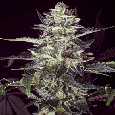 High Speed Buds Brain Stroke AUTO semena neobsahují THC 5 ks