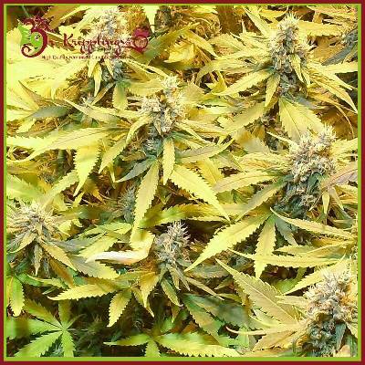 Dr. Krippling Seeds Gelato Cookies D'oh-Ope AUTO semena neobsahují THC 10 ks