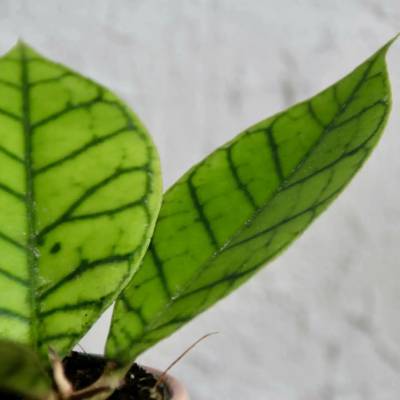 Hoya callistophylla baby