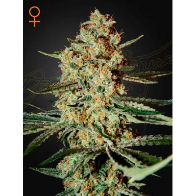 Green House Seeds Himalaya Gold semena neobsahují THC 10 ks