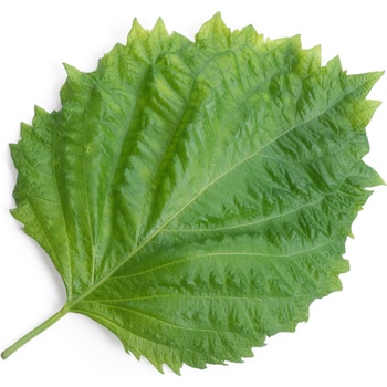 Veritable Вложка за семена Lingot аромати на азиатско зелена перила (VLIN-S5-Shi032)