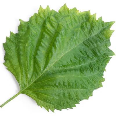 Veritable Вложка за семена Lingot аромати на азиатско зелена перила (VLIN-S5-Shi032)