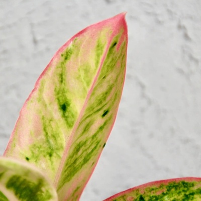 Aglaonema Lipstick Pink