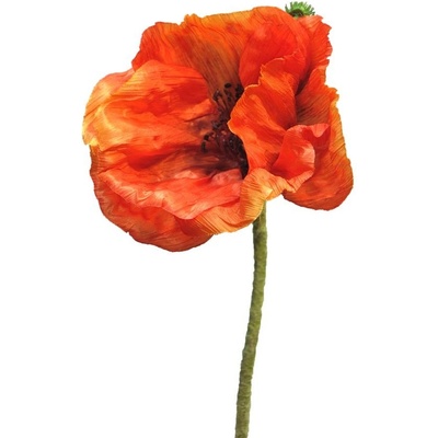 Mák - Papaver 'Nudicaule' oranžový, otevřený květ 70 cm