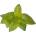 Click & Grow Семена Click and Grow Лайм босилек, 3 броя (SGR100X3)