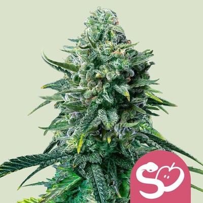 Royal Queen Seeds Forbidden Fruit semienka neobsahujú THC 10 ks
