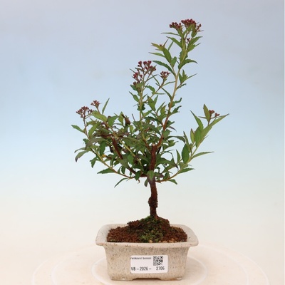 e-bonsai Venkovní bonsai - tavolník japonský - Spirea japonica Anthony Waterer