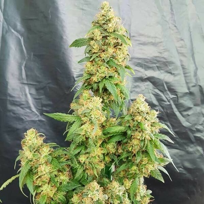 Freedom Of Seeds Chunky Skunk semienka neobsahujú THC 3 ks