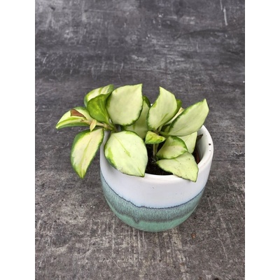 Hoya Crimpson Princess mini – Zboží Dáma
