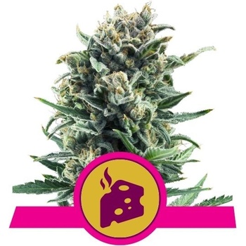 Royal Queen Seeds Blue Cheese semena neobsahují THC 10 ks