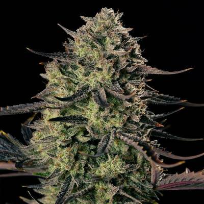 Silent Seeds Alien Gas XXL Auto semena neobsahují THC 10 ks