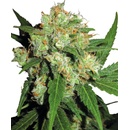 Sensi Seeds Sensi Skunk semena neobsahují THC 10 ks