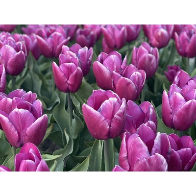 PURPLE PRINCE - FIALOVÝ TULIPÁN Množství cibulek v jednom balení: 5 ks