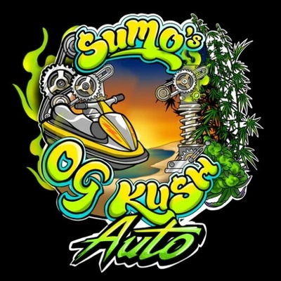 Sumo Seeds Sumos OG Kush Auto semienka neobsahujú THC 3 ks