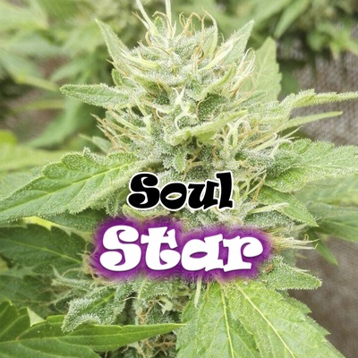 Dr. Underground Soul Star semena neobsahují THC 4 ks