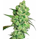 White Label Super Skunk regular semena neobsahují THC 10 ks