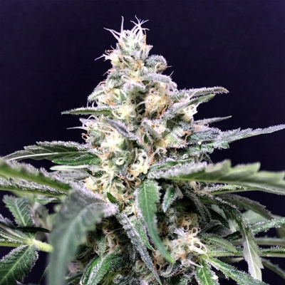 R-Kiem Seeds Amazon Haze Auto semienka neobsahujú THC 1 ks