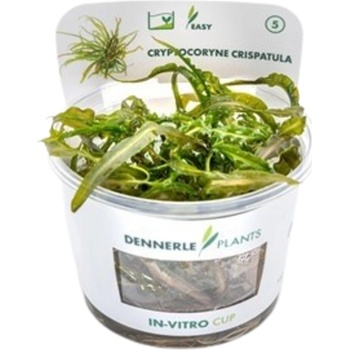 Cryptocoryne crispatula