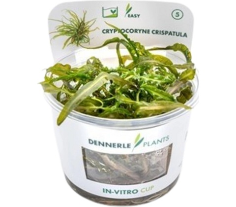 Cryptocoryne crispatula