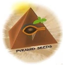 Pyramid Seeds Auto Lennon semena neobsahují THC 3 ks
