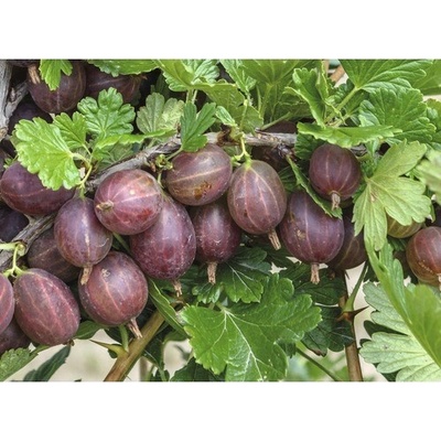 Egreš červený BIO FloraSelf Bio Ribes uva-crispa 'Hinnonmäki' cca 40 cm kvetináč 3 l ker