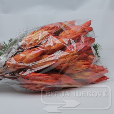 Protea repens orange small - 30ks
