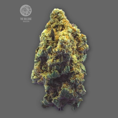The Bulldog Seeds Kush semienka neobsahujú THC 3 ks