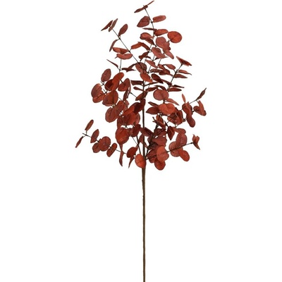 KONÁR EUCALYPTUS CINEREA BORDOVÝ 70CM