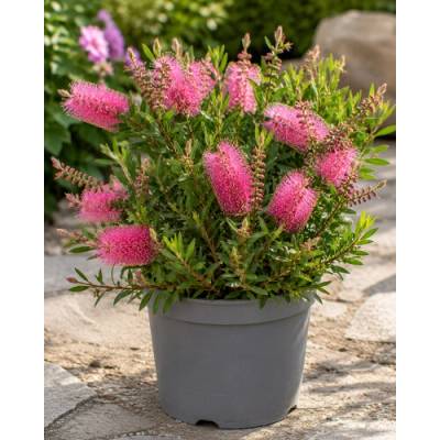 Tyčinkovec (Callistemon) ´PERTH PINK´ - výška 15-30 cm, kont. C2L