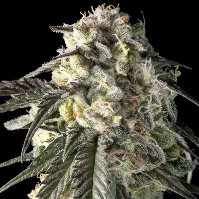 Advanced Seeds Fire Dog semienka neobsahujú THC 1 ks