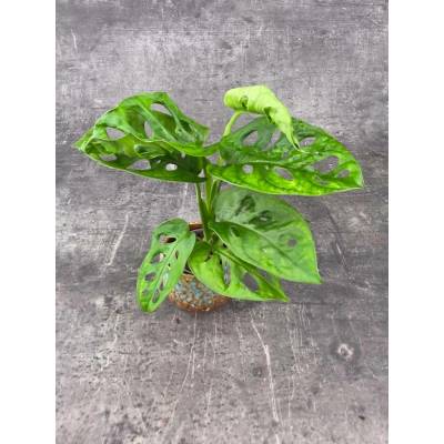 Monstera Adansonii Monkey Mask mini (Šplhavá pokojovka k opoře)