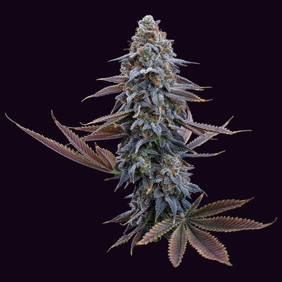 Brothers Grimm Seeds G13 Genius semienka neobsahujú THC 3 ks
