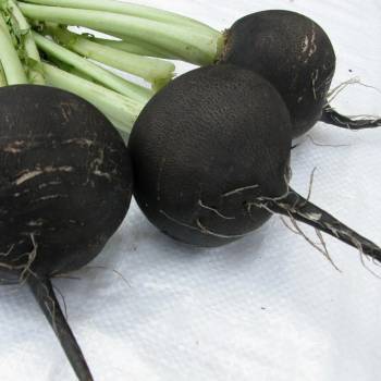 Ředkev setá kulatá černá - Raphanus sativus niger - semena ředkve - 200 ks
