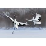 DIMEX ART Флизелинов фототапет двойка танцуващи жерави 375 x 250 см