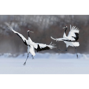 DIMEX ART Флизелинов фототапет двойка танцуващи жерави 375 x 250 см