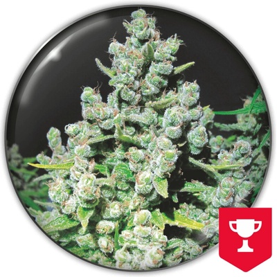 Medical Seeds Co. Malakoff semienka neobsahujú THC 3 ks