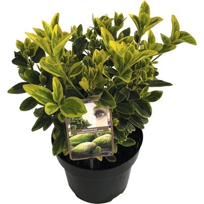 Brslen japonský žlutě panašovaný FloraSelf Euonymus japonicus 'Aureomarginatus' výška 25-30 cm květináč 5 l
