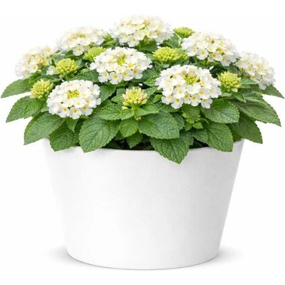 Lantana Lantropics White