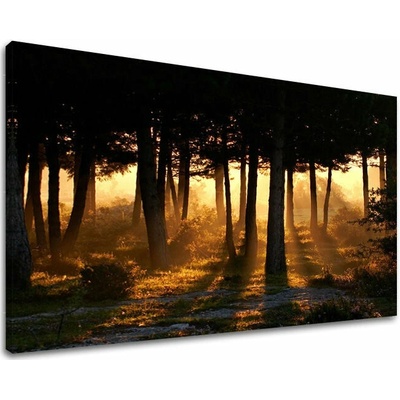 Obraz na stenu STROMY - 40x60 cm