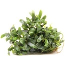 Bucephalandra micrantha Needle Leaf