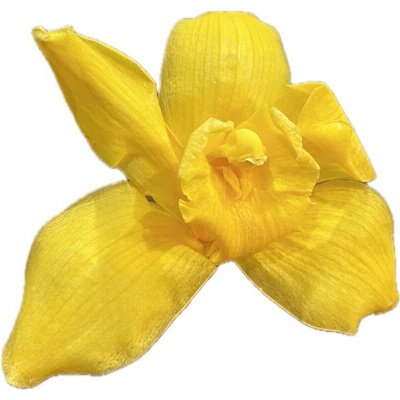 Stabilizované kvety Orchidea Cymbidium Kus: 1