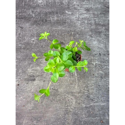 Peperomia Rotundifolia mini