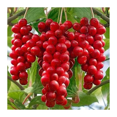 TSUGA Schizandra chinensis