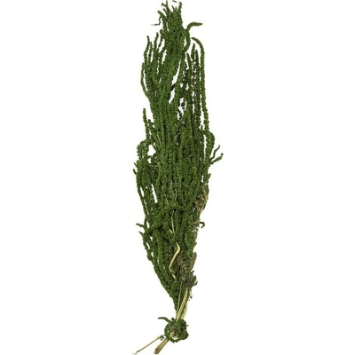 Amaranthus Green - zelená