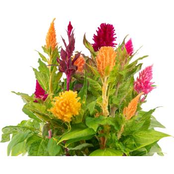 Veritable Вложка за семена Lingot декоративни растения перести целозии (VLIN-D5-Cel066)