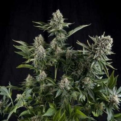 Pyramid Seeds White Widow semena neobsahují THC 5 ks