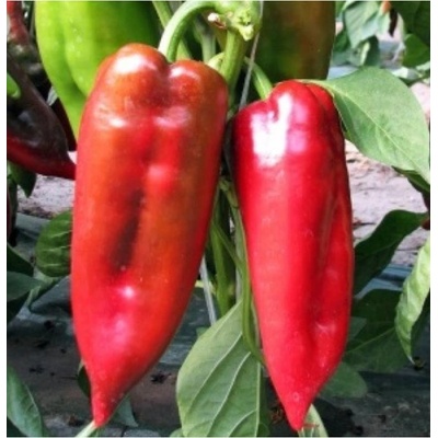 Paprika ročná Rafaelus F1 - Capsicum annuum - semená papriky - 15 ks